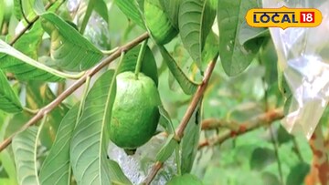 পেয়ারা 