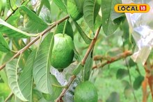 মাসে আয় হবে মোটা টাকা! এই পেয়ারা চাষ করেই হবেন মালামাল! সামান্য খরচেই বিরাট লাভ