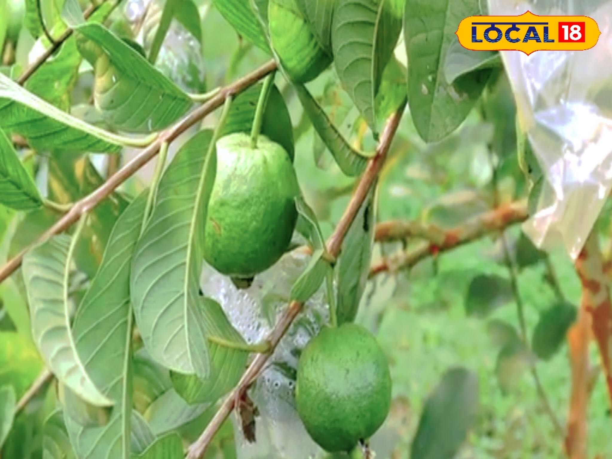 মাসে আয় হবে মোটা টাকা! এই পেয়ারা চাষ করেই হবেন মালামাল! সামান্য খরচেই বিরাট লাভ