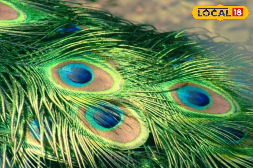 ময়ূরের পালক যদি ঘুমোনোর সময় মাথার বালিশের নীচে রাখা সম্ভব হয় তবে টাকার অভাব দূর হয় অনেকটাই। এছাড়া আর্থিক সমস্যা কিংবা লোকসান থেকেও মুক্তি পাওয়া যায় সহজে।