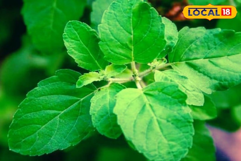 তুলসী পাতার এমনিতেই নানান গুনাগুন। তবে তুলসী পাতা কিন্তু সৌভাগ্য বহন করে আনতে অনেকটা সাহায্য করে। মাথার বালিশে তুলসী পাতা দেখে ঘুমালে সৌভাগ্য জেগে উঠতে শুরু করে।