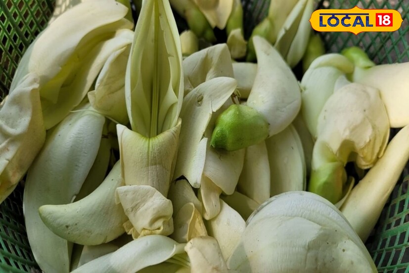 গ্যাসট্রিক আলসার প্রতিরোধ করতেও ভূমিকা রয়েছে এই ফুলের। কোষ্ঠকাঠিন্য দূর করতে, কৃমির সমস্যায়, পাইলস-এর যন্ত্রণা কমাতেও বকফুল এক্সপার্ট। লেখা-- সুস্মিতা গোস্বামী 