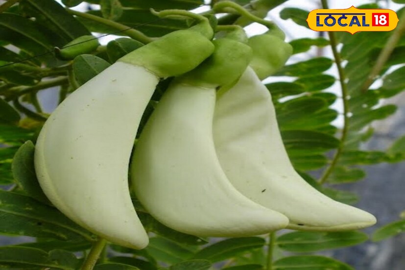 বক ফুল নাক দিয়ে রক্ত ​​পড়া এবং শ্বাসকষ্টের অন্যান্য সমস্যা নিরাময়ে সাহায্য করে। নাক পরিষ্কার করার জন্য এই গাছের পাতার রস অনুনাসিক ড্রপ হিসাবে ব্যবহার করা যায়। লেখা-- সুস্মিতা গোস্বামী 