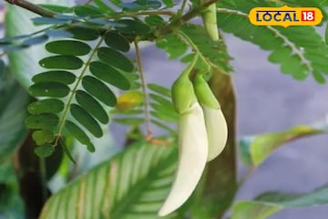 আলসার, কৃমি, কোলেস্টেরলের যম এই সাদা ফুল, নিমেষে কমায় পাইলস-এর যন্ত্রণা আলসার, কৃমি, কোলেস্টেরলের যম এই সাদা ফুল, নিমেষে কমায় পাইলস-এর যন্ত্রণা