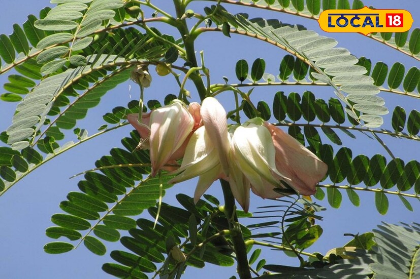 শরীরে জ্বালা পোড়া কিংবা ব্যথা কমাতে, চুলকানি, দাদের নিরাময়ে বক ফুল ব্যবহার করা হয়। লেখা-- সুস্মিতা গোস্বামী 