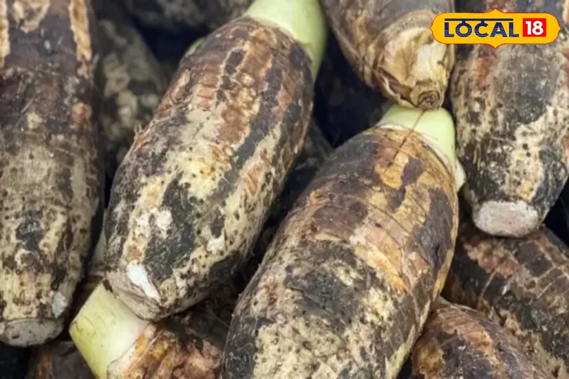কচুর মুখিতে রয়েছে ভিটামিন, যেমন এ, সি ও বি, কপার, ম্যাঙ্গানিজ, জিঙ্ক, ম্যাগনেসিয়াম, ক্যালসিয়াম, আয়রন, সেলেনিয়াম, পটাশিয়াম৷ 