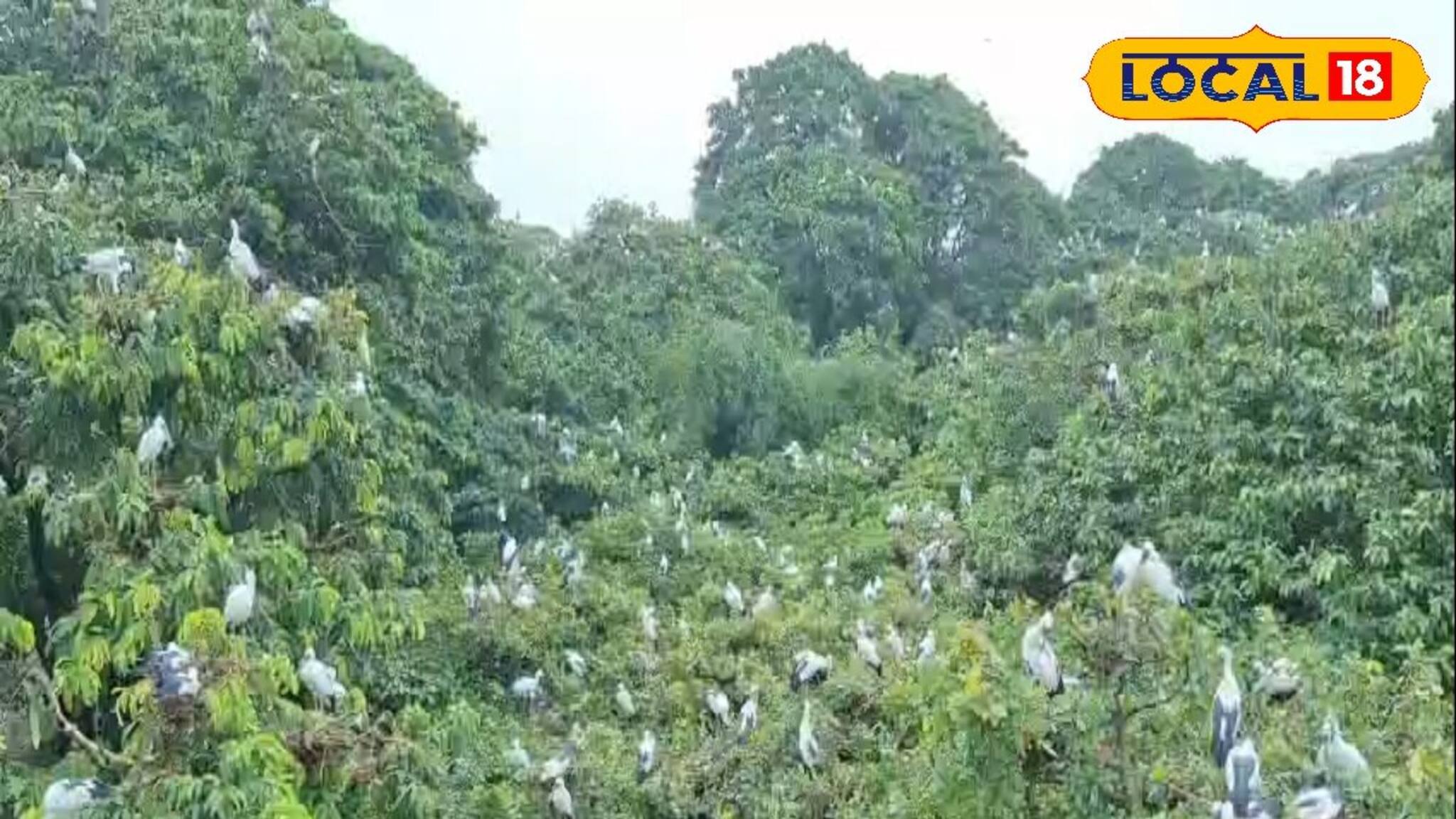 বার্ড ওয়াচারদের জন্য সুখবর, কুলিকে বাড়ল পাখির সংখ্যা