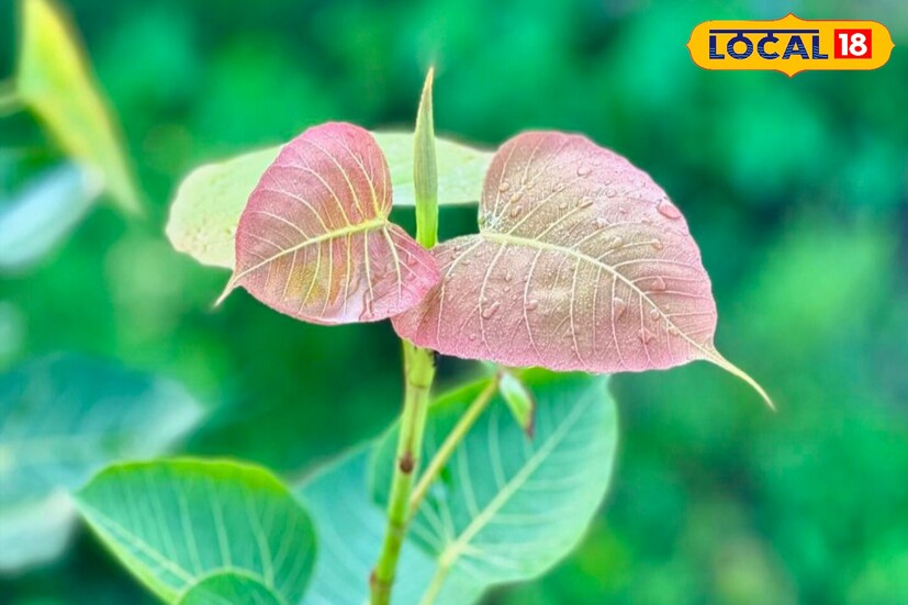 তেঁতুল গাছ:হিন্দু পুরাণে তেঁতুল গাছকে রাজা গাছ বলে অত্যন্ত শুভ বলে মনে করা হয়। ভারতীয় বিশ্বাস অনুসারে, গৌতম বুদ্ধ বোধগয়ায় বোধি বৃক্ষ নামে পরিচিত রাজকীয় গাছের নীচে জ্ঞানলাভ করেছিলেন। আয়ুর্বেদ অনুসারে, এই রাজকীয় গাছ থেকে বিভিন্ন ওষুধ তৈরি করা হয় যা মৃগীরোগ, ডায়রিয়া এবং অন্যান্য পেটের সমস্যাগুলির মতো বিভিন্ন স্বাস্থ্যগত অবস্থার চিকিত্সার জন্য ব্যবহৃত হয়।