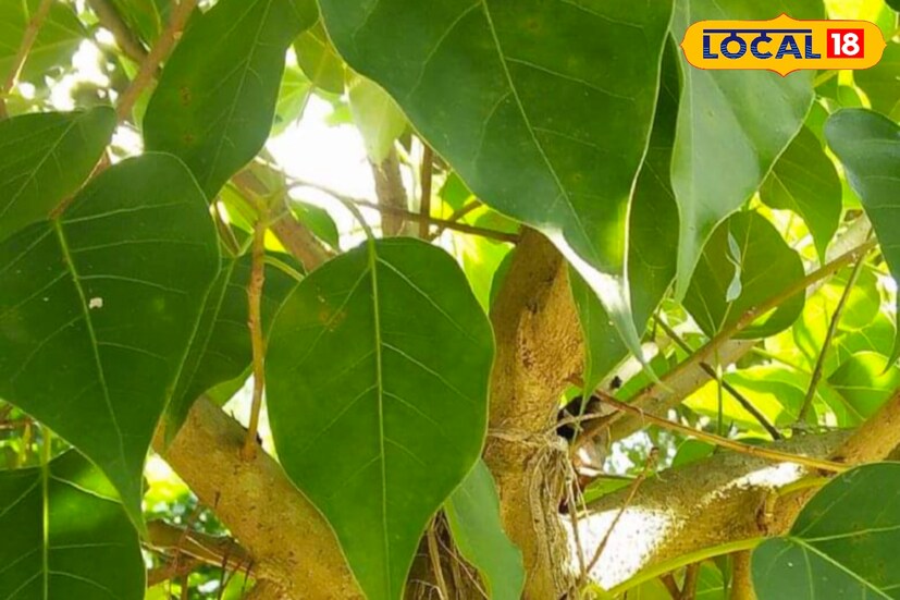 বটগাছ এই দেশের মানুষের জীবনে একটি গুরুত্বপূর্ণ স্থান দখল করে আছে। এই গাছটি তার পরিধি, শক্তি এবং অবস্থান যা অনেক প্রাণীর বসবাসের জন্য কার্যকরি ভূমিকা নিয়ে চলেছে যুগ যুগ ধরে। প্রচুর পাখির আস্তানা হিসেবে সুপরিচিত এই গাছটি।