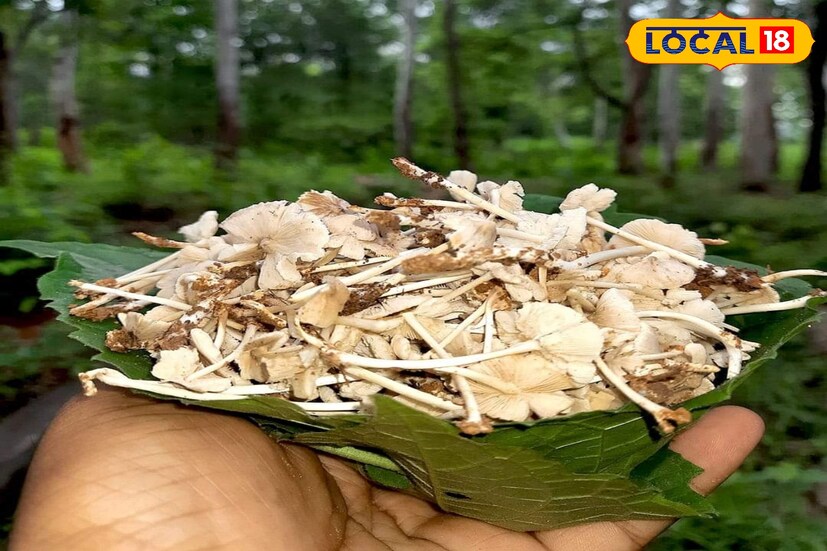 ছাতুর টক, ভাজা হিসেবে গ্রামীণ এলাকায় মানুষ খাবার হিসেবে গ্রহণ করে। কিংবা বিভিন্ন পদ রান্না করেন গ্রামীণ এলাকার মহিলারা।