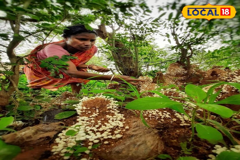 পুষ্টিবিদ বিশ্বজিৎ দাস বলেন, এই ছাতুতে রয়েছে প্রোটিন। যা মানবদেহে নানা উপকারে লাগে।