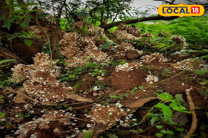 গ্রামীণ এলাকার মানুষদের থেকে জানা যায়, খড় ছাতু, বালি ছাতু, আরিয়েস্টার ছাতু পাওয়া যায়। বিজ্ঞানসম্মত এর স্বাস্থ্য গুন রয়েছে। শুধু তাই নয়, বাজারেও বিক্রি করে অর্থ লাভ হয়।