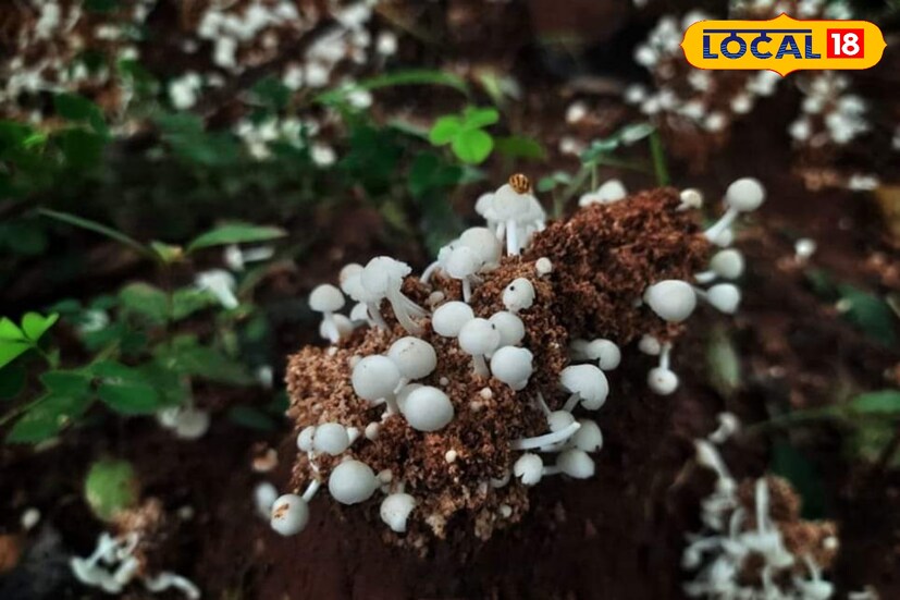 জঙ্গলমহলের প্রত্যন্ত গ্রামীণ এলাকায় পচা খড় কিংবা মাটি বা বাঁশ গাছের নিচে বেশ কিছু ছত্রাক দেখা যায়। যা গ্রামীণ এলাকার মানুষেরা খাদ্য হিসেবে গ্রহণ করে।