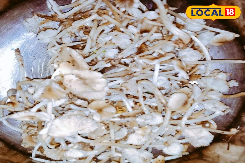 জঙ্গলমহলকে চেনা যায় ছোট্ট ছোট্ট মাশরুম বা ছাতুর জেলা হিসেবে। পশ্চিম মেদিনীপুর, ঝাড়গ্রাম, বাঁকুড়া সহ বিভিন্ন এলাকায় এই ছাতুর প্রাদুর্ভাব বেশি।