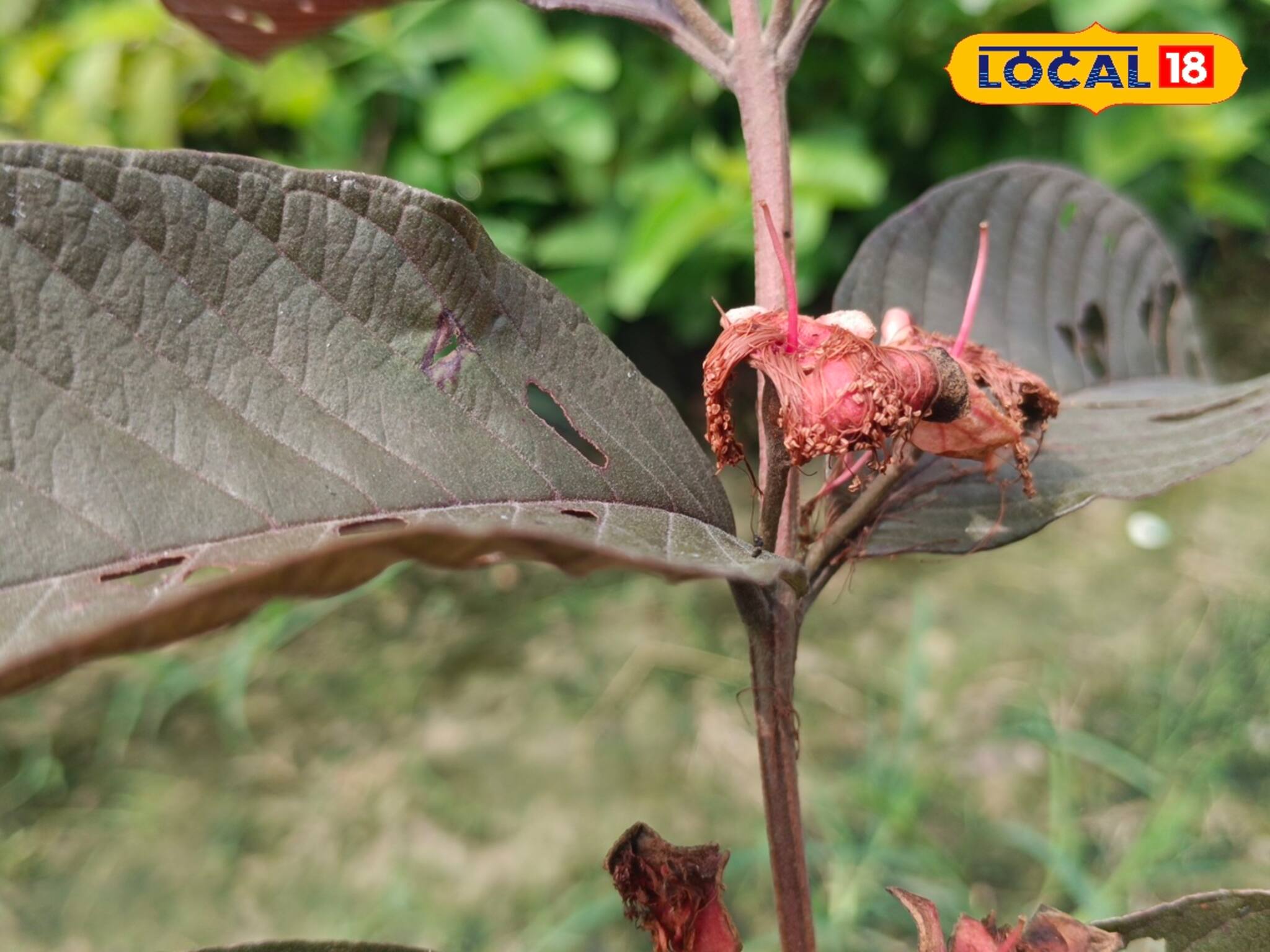 পুষ্টির ভাণ্ডার...! উপর-ভিতর পুরোটাই টকটকে লাল, বলুন তো কী ফল এটি?