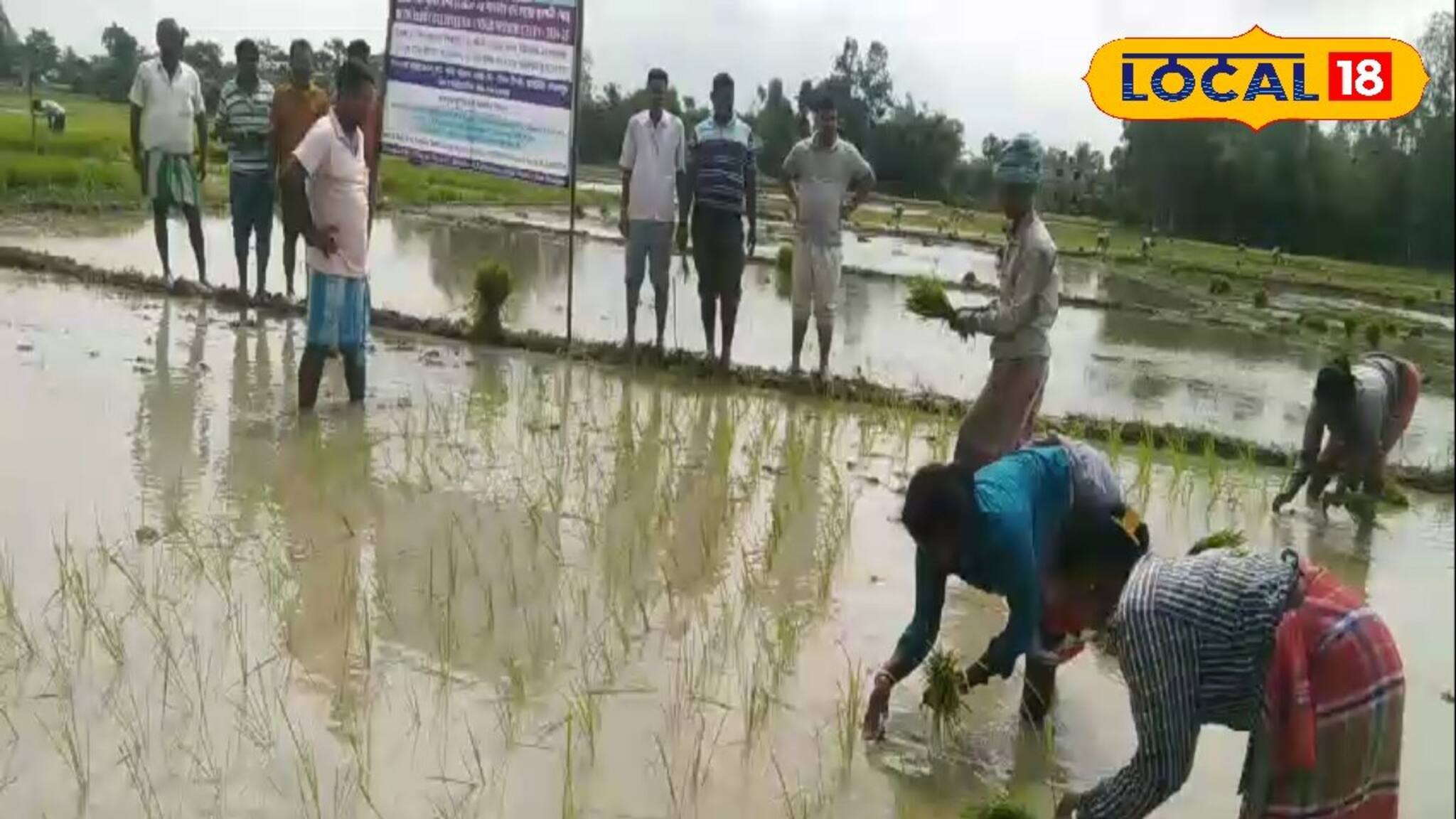শোষক প্রকার আক্রমণ থেকে আমন ধান বাঁচাতে এই কাজটা অবশ্যই করুন