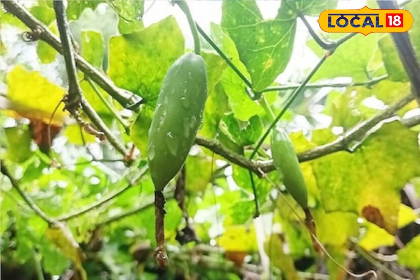 *কুদরি ডায়েটারি ফাইবারের একটি ভাল উৎস। কুদরি খেলে শরীরের খারাপ কোলেস্টেরলের মাত্রা কমে এবং হৃদরোগের ঝুঁকিও অনেকটাই কমে। হার্ট সুস্থ রাখতে নিয়মিত কুদরি খাওয়া ভীষণ উপকারী।