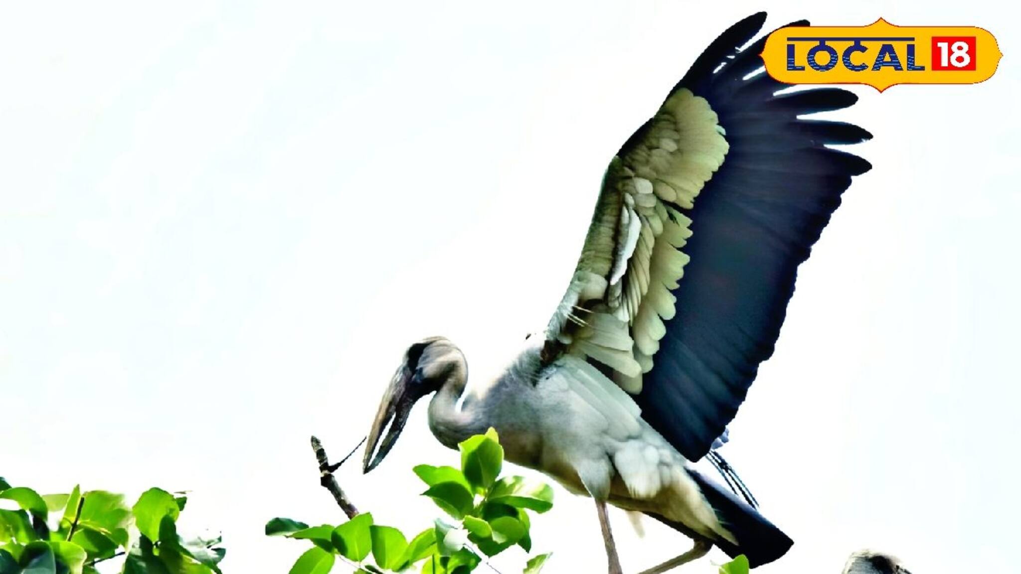 Openbill Stork Bird: জেলায় দেখা মিলছে ঝাঁকে ঝাঁকে 'এই' পাখি! দেখতে ভিড় পাখিপ্রেমীদের