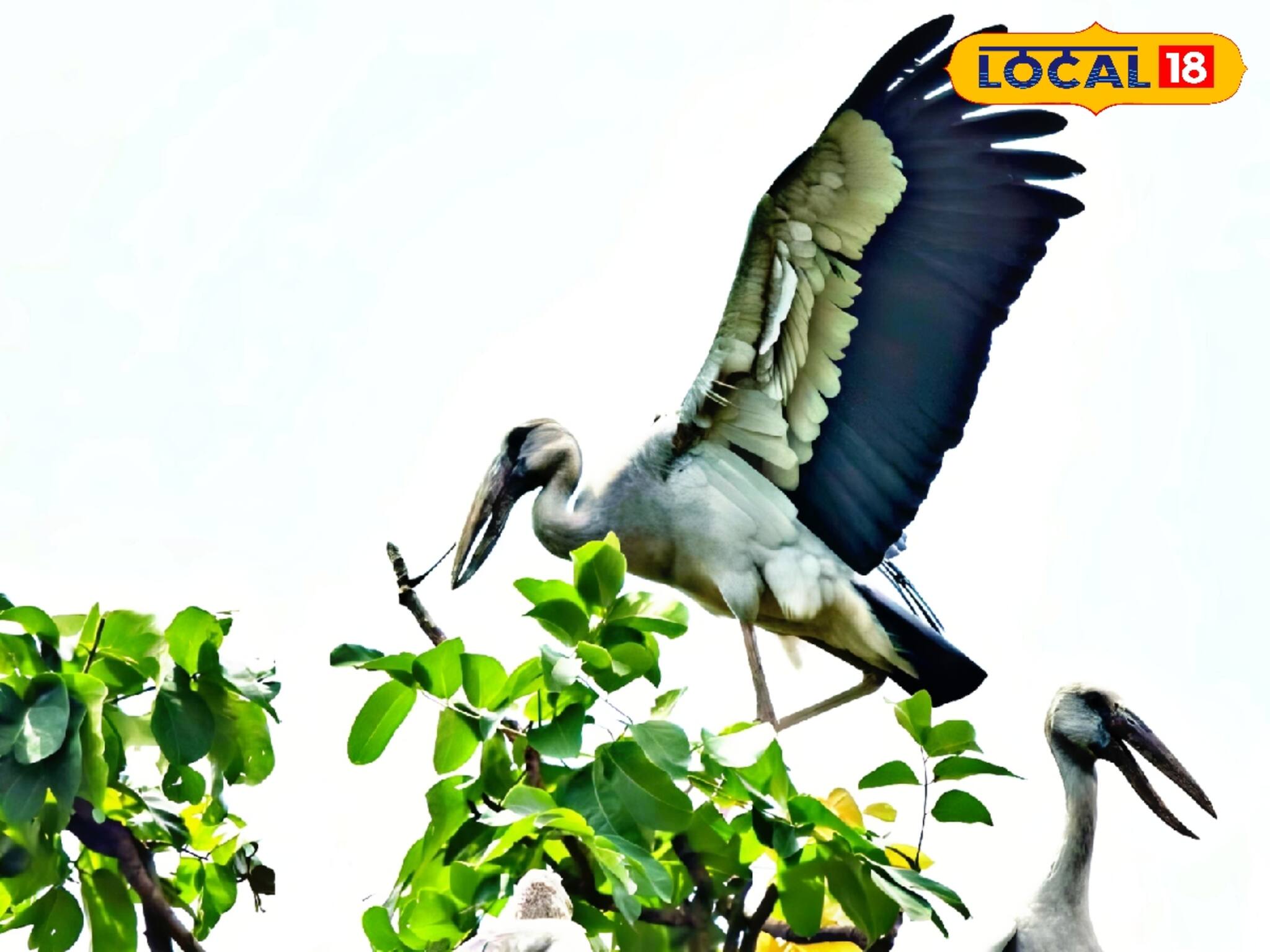 জেলায় দেখা মিলছে ঝাঁকে ঝাঁকে 'এই' পাখি! দেখতে ভিড় পাখিপ্রেমীদের