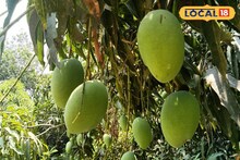 আম প্রেমীদের জন্য দুঃসংবাদ! ৭০ প্রজাতির জনপ্রিয় আম বিলুপ্তির পথে