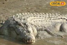 লোকালয়ে হানা সুন্দরবনের কুমিরের, কলকাতার গঙ্গার ঘাটেও মিলছে দেখা! কিন্তু কেন?