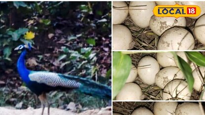 ময়ূরীর ডিম 