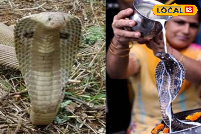 এই দিনে কোনও কাজের জন্য জমি খনন করবেন না। এতে মাটিতে সাপের গর্ত বা বাম্বি ভেঙ্গে যাওয়ার আশঙ্কা থাকে। কথিত আছে, সাপ ক্ষতিগ্রস্থ হলে পরিবার ধ্বংস হয়ে যায়। সুস্মিতা গোস্বামী 