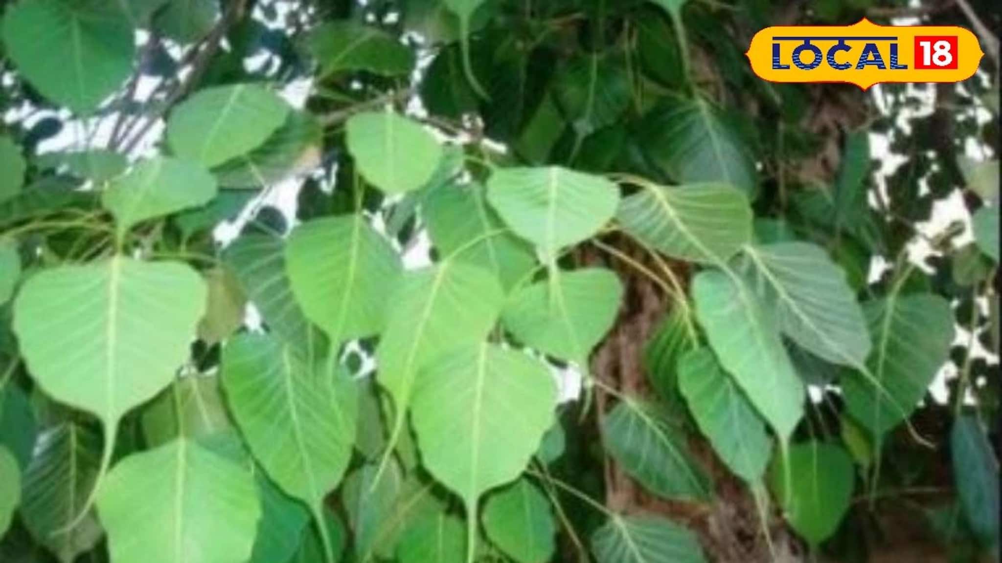 বাড়িতে এই গাছে আছে? জীবনে এর কত প্রভাব, জেনে নিন