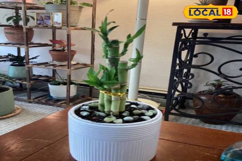 *বেডরুমেও বাঁশ গাছ অর্থাৎ চাইনিজ ব্যাম্বু রাখা যেতে পারে। স্বামী-স্ত্রীয়ের মধ্যে ভালবাসা বাড়াতে এটি একটি দারুণ উদ্ভিদ।