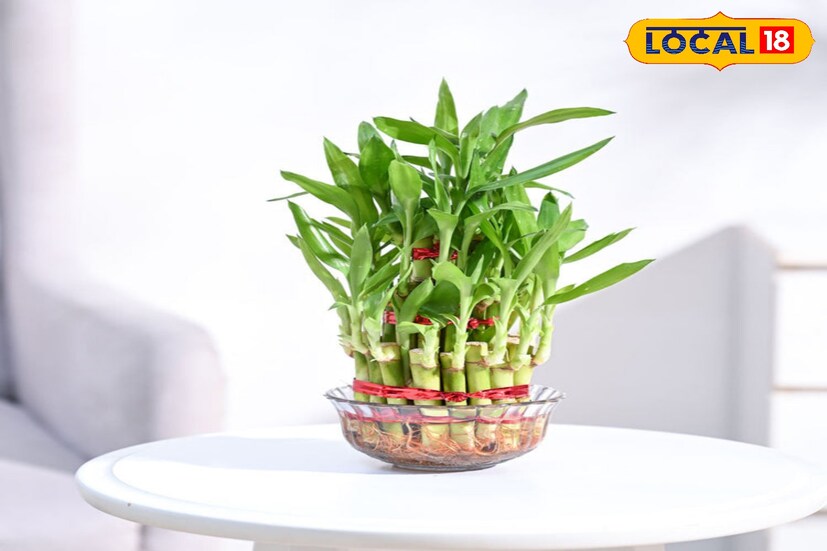 *বাঁশ গাছ বায়ু পরিশোধক হিসেবেও কাজ করে। বাঁশ গাছ দূষণ কমাতে সহায়ক। দুই থেকে তিন ফুট উচ্চতা পর্যন্ত বেড়ে ওঠা বাঁশ গাছের যত্ন নেওয়া সহজ।