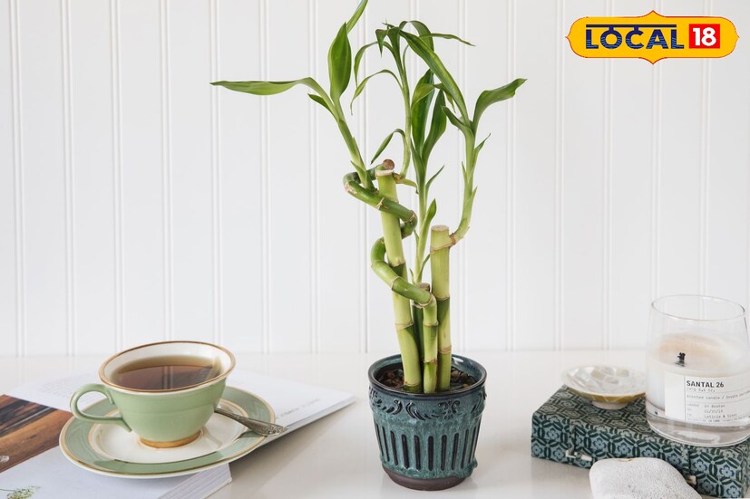 *পড়াশোনা, সৃজনশীলতা এবং লেখালেখিতে অগ্রগতির জন্য চাইনিজ ব্যাম্বু ব্যবহার করা শুভ বলে মনে করা হয়।