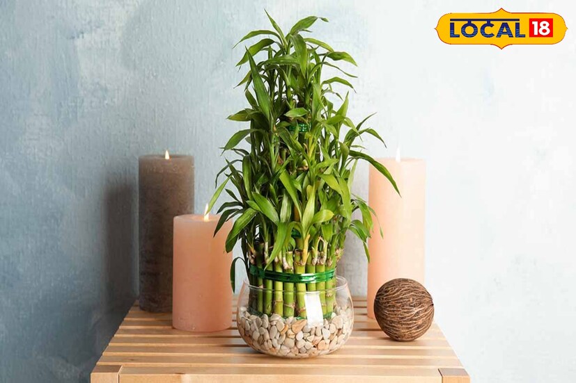 *কর্মজীবনে নিরন্তর চেষ্টা করেও সাফল্য না পেলে স্টাডি রুমে চারটি ছোট বাঁশের চারা রোপণ করুন।