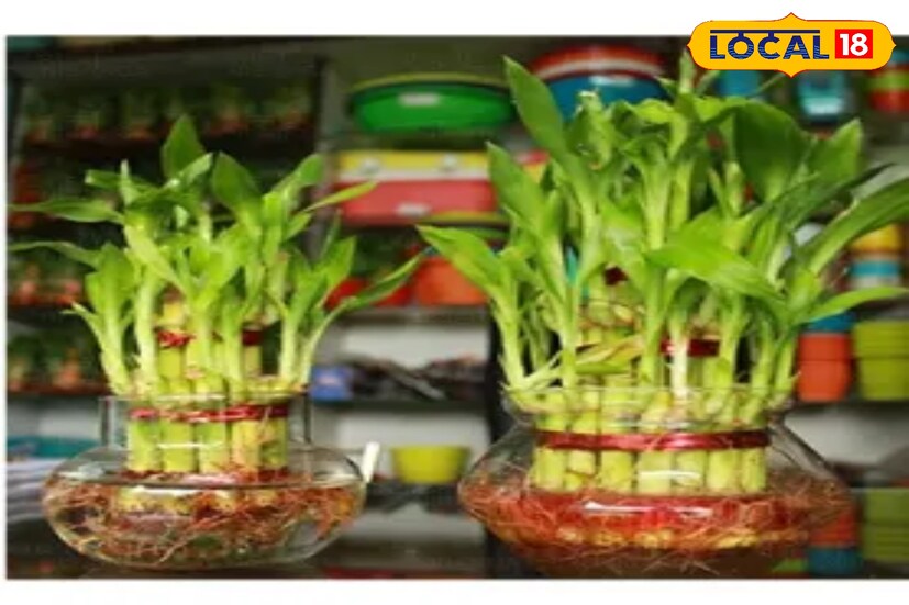 *অফিসে বাঁশের চারা লাগালে পরিবেশ বিশুদ্ধ থাকে। এছাড়াও, এতে নেতিবাচক শক্তি দূর হয়।