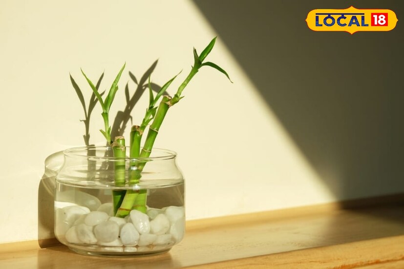 *ঘরে বাঁশের চারা লাগালে রোগ-বালাই দূর হয় এবং শরীর সুস্থ থাকে।