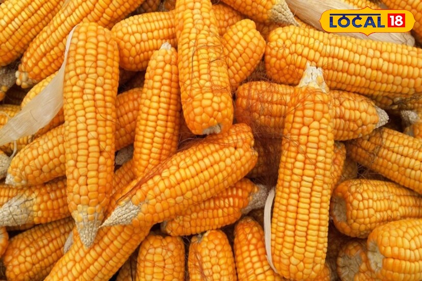 ভুট্টা আলুর মতো একটি স্টার্চি সবজি। এর মানে এতে চিনি এবং কার্বোহাইড্রেট রয়েছে বেশ ভালো পরিমাণে। অতিরিক্ত খেলে তাই রক্তে শর্করার মাত্রা বেড়ে যেতে পারে।