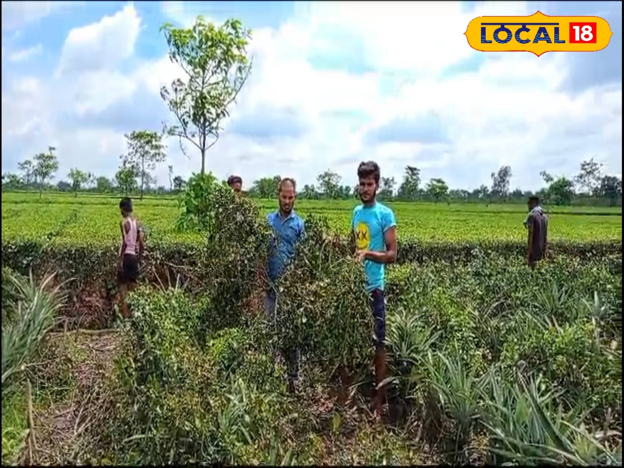 রাত নামলেই আতঙ্ক, সাফ হয়ে যাচ্ছে চা বাগান! এ কী কাণ্ড