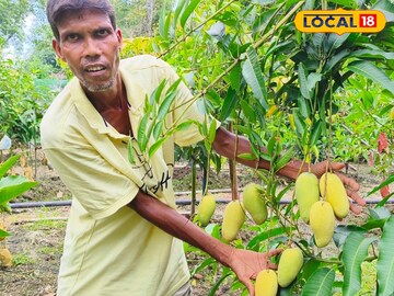 আম