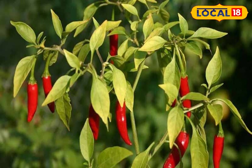 সুগার নিয়ন্ত্রণে বড় ভূমিকা রয়েছে কাঁচালঙ্কার। যাঁরা ডায়াবেটিসে ভুগছেন, তাঁদের জন্য লঙ্কা খুবই উপকারী। লঙ্কার মধ্যে থাকা উপাদান রক্তে চিনির মাত্রা নিয়ন্ত্রণে রাখে। কাঁচালঙ্কা ছেলেদের প্রস্টেট ক্যান্সারের ঝুঁকি কমায়। এ ছাড়াও, নিয়মিত কাঁচালঙ্কা খেলে স্নায়ুর বিভিন্ন সমস্যা কমে।