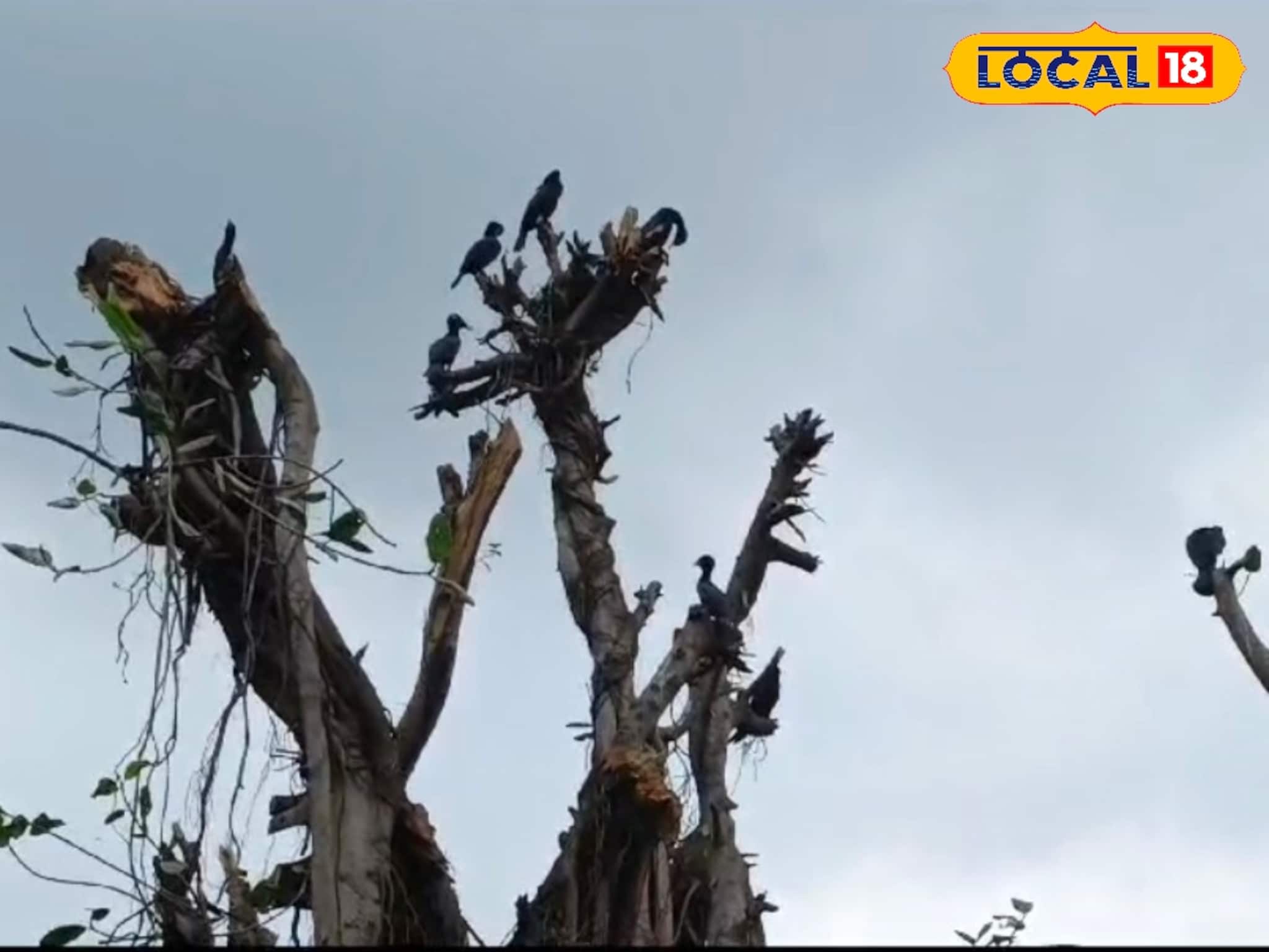 রিষড়া স্টেশনে নির্বিচারে কেটে ফেলা হচ্ছে গাছের ডাল! শয়ে শয়ে মারা পড়ছে পাখির