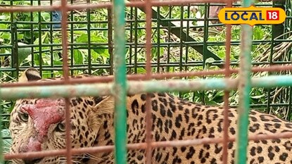 লেপার্ড 