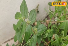 এই 'ঘাস' খেয়ে ব্লাড সুগার নিয়ন্ত্রণ সম্ভব, অবাক হচ্ছেন? চমকপ্রদ দাবি চিকিৎসকের