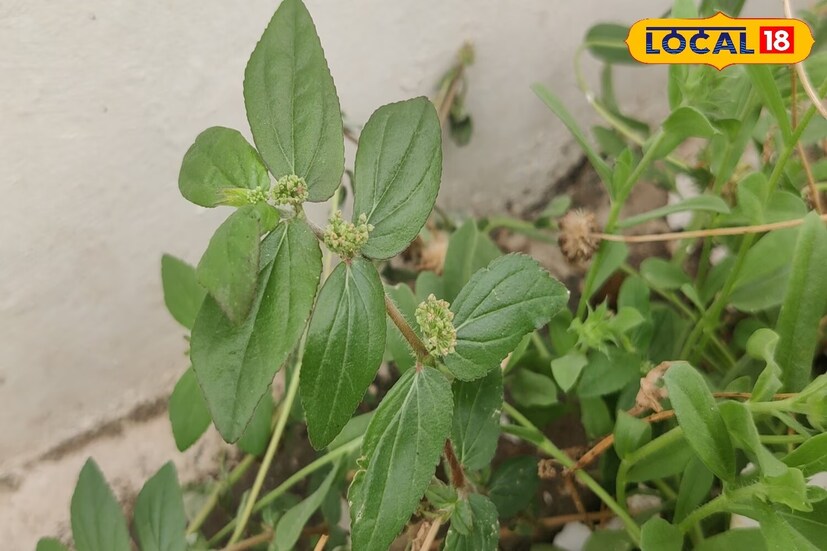 দুধি ঘাস বা দুধিয়া ঔষধি গুণে সমৃদ্ধ একটি ভেষজ। যা আয়ুর্বেদে রোগের চিকিৎসায় ব্যবহার করা হয়। আসলে এই ঘাস ছিড়ে নিলে এর গাছ থেকে দুধ বার হয়। এর জন্যই তাকে দুধি ঘাস বা দুধিয়া বলা হয়। এর অ্যান্টি-ডায়াবেটিক উপাদান রক্তে শর্করার মাত্রা কমাতে সাহায্য করে। তাই ডায়াবেটিস রোগীদের এই ভেষজ সেবনের পরামর্শ দেওয়া হয়।