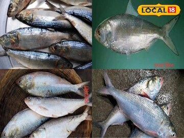 বাজারে ভর্তি ভর্তি ইলিশ, সবাই ডাকছে, কিন্তু আদৌ জাতের মাছ কিনলেন তো