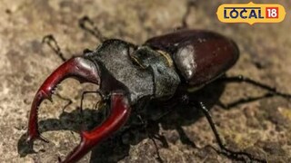 বিশ্বের সবচেয়ে দামী পোকা, মূল্য প্রায় ৭৫ লাখ টাকা৷