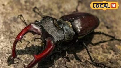 বিশ্বের সবচেয়ে দামী পোকা, মূল্য প্রায় ৭৫ লাখ টাকা৷ বিশ্বের সবচেয়ে দামী পোকা, মূল্য প্রায় ৭৫ লাখ টাকা৷