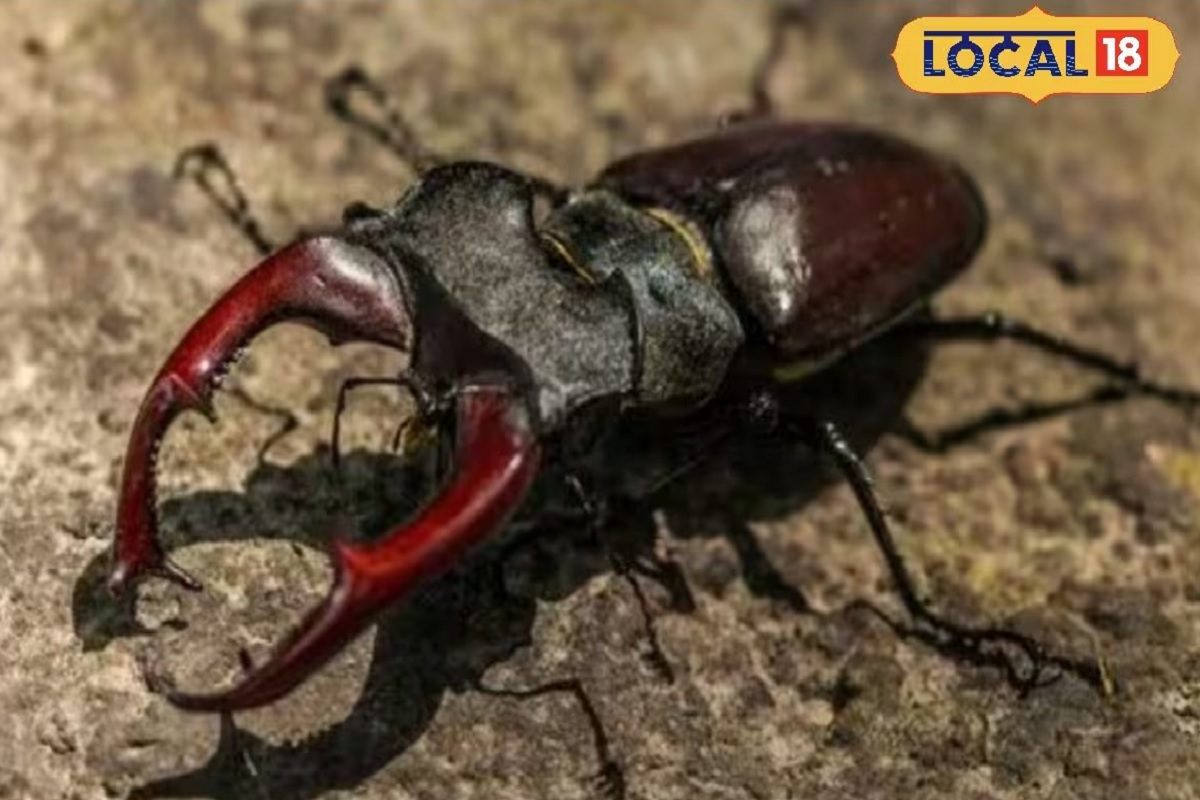 পোকার দাম ৭৫ লাখ টাকা! আছে ঐশ্বরিক শক্তি! বিশ্বের দামী পোকার নাম কী জানেন? পোকার দাম ৭৫ লাখ টাকা! আছে ঐশ্বরিক শক্তি! বিশ্বের দামী পোকার নাম কী জানেন?