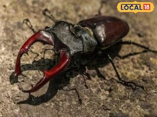 বিশ্বের সবচেয়ে দামী পোকা, মূল্য প্রায় ৭৫ লাখ টাকা৷