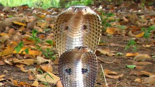 মিষ্টির দোকানে কিলবিল করছে ৩০টি কিং কোবরা ! (Representative Image) 