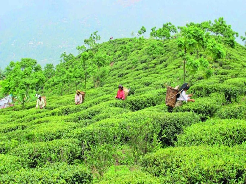 *মনকামনা সোশ্যাল ওয়েল ফেয়ার কমিটির সভাপতি জন গুরুং জানান, 'বেকার সমস্যা দূর করার জন্য আমরা এই পিকনিক স্পট খুলেছি। বহুদিন ধরে এই চা বাগান বন্ধ রয়েছে ফলে এখানকার সমস্যা খুব দ্রুত বাড়ছিল।' সংগৃহীত ছবি। 