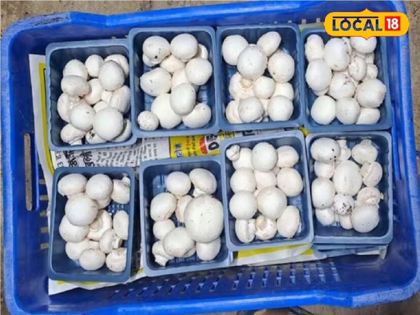 *রোগের বিরুদ্ধে লড়া, রোগ প্রতিরোধ ক্ষমতা বাড়ায়: মাশরুমে বায়ো অ্যাকটিভ যৌগ রয়েছে। এটা শরীরের রোগ প্রতিরোধ ক্ষমতা বাড়ায়। ব্যাকটেরিয়া এবং ভাইরাল সংক্রমণের বিরুদ্ধে লড়াই করতে সাহায্য করে। এছাড়াও অনেক উপকারি উপাদান পাওয়া যায় মাশরুমে, যা মারাত্মক রোগের হাত থেকে শরীরকে রক্ষা করে। সংগৃহীত ছবি। 